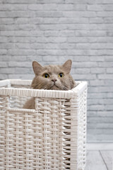 a fluffy gray cat sits in a box and looks up, a domestic gray cat hid in a wicker basket