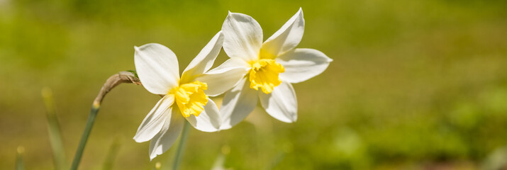 Fototapeta na wymiar Nature Rustic spring background with Yellow flowers daffodils growing in the garden. Beautiful Wide Screen Wallpaper or Web Banner With Copy Space for design. Daffodils growing outdoors in Sunny day.