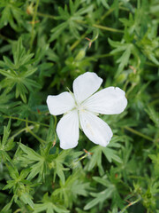 (Geranium sanguineum 