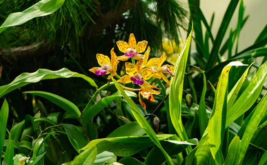 Beautiful flowers in the parks of Singapour