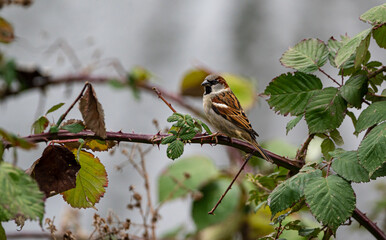 Nahaufnahmes eines Haussperling (Passer domesticus)