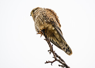 Nahaufnahme von einem Falken, Raubvogel, Vogel