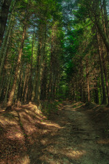 summer forest trail vertical landscape photography wilderness environment space without people here soft focus concept