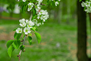 white flowers on tree spring blossom season time garden floral scenic environment space view