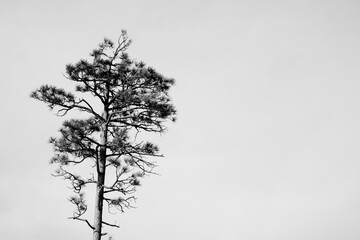 black and white of big tree 