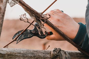 Work in the garden, autumn pruning of grape branches, a woman prunes the extra shoots of grapes.