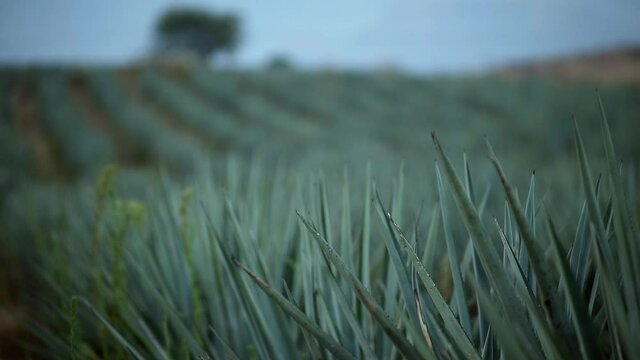 Rack focus view of field of agave plants