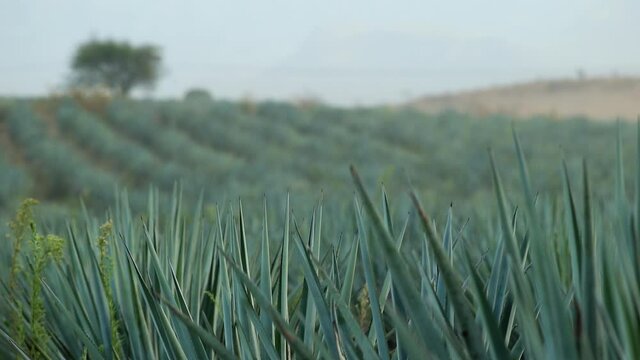 Pan up to field of agave plants