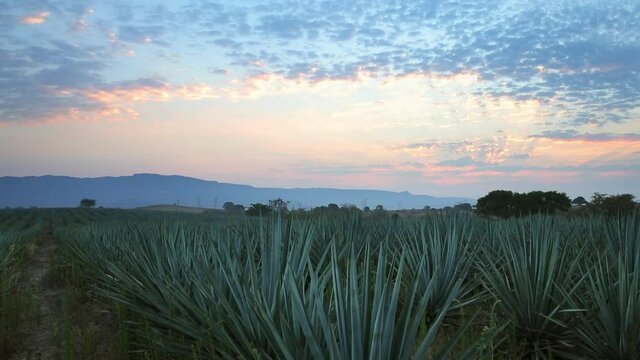 Panning view of field of agave plants at sunset