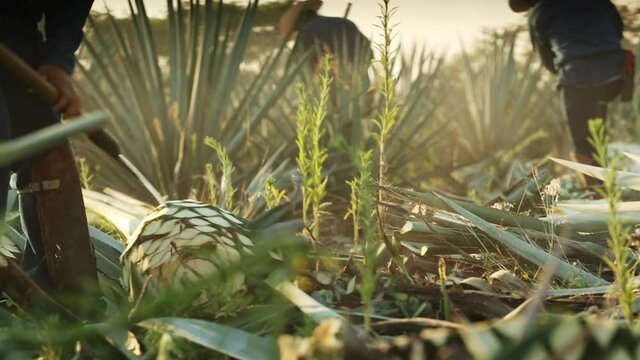 Jimadors removing leaves of agave plants using coas