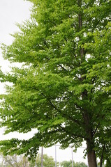 Obraz premium 新緑の雄々しい樹