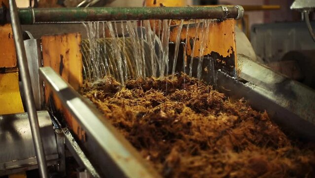 Agave pulp being washed on production line