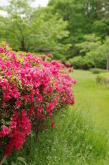 節度・慎みの花言葉のつつじ、ピンクと花弁と緑の葉の生垣