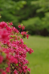 節度・慎みの花言葉のつつじ、輝くようなピンク色の花弁