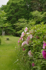 Naklejka premium ピンクと白の花を咲かせたツツジの生垣のある緑の綺麗な公園