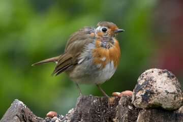 Robin with mites infestation