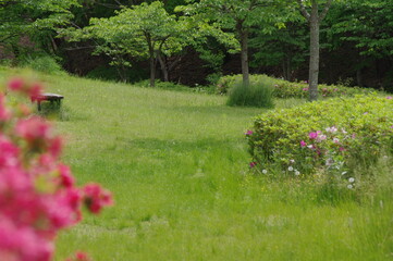 ピンクと白の花を咲かせたツツジの生垣のある緑の綺麗な野原