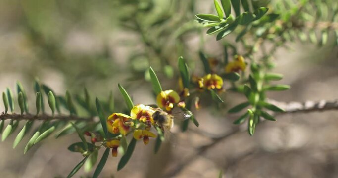 Bees collecting pollen from Wildflowers on Rottnest Island, Perth, Australia