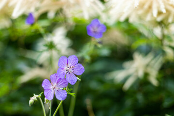 Fototapeta premium Flowers in the Wild