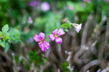 Naklejka premium Flowers in the Wild