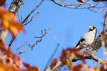 枝にとまるイカル