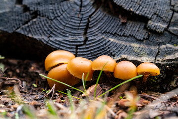 small and cute nameko mushrooms