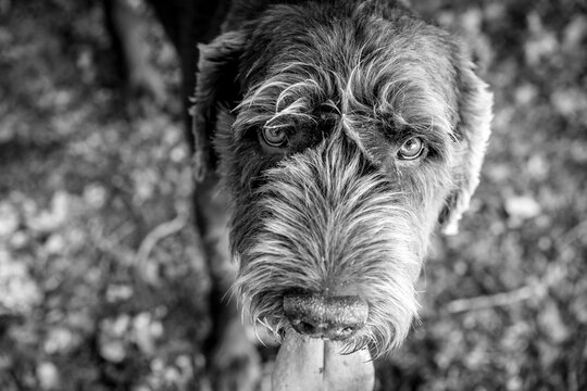 Regard de chien pudelpointer
