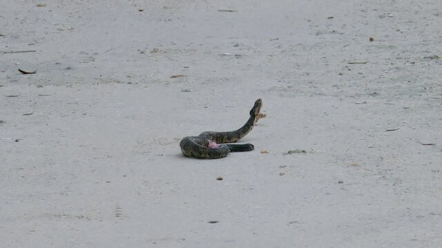 a cottonmouth snake is opening its mouth, warning predators to stay away.