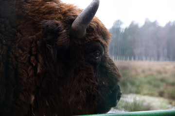 Winter Image With Four Aurochs Or Bison Bonasus, The Last Representative Of Wild Bulls In Europe....