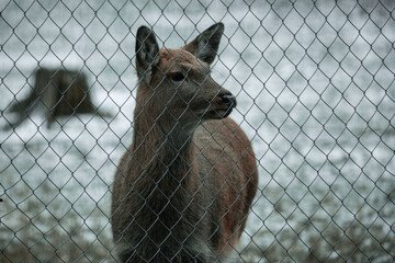 Fallow deer fawn eating a leaf