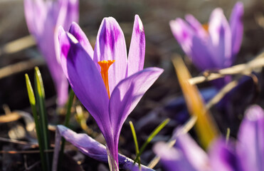 Fototapeta premium Sun shines on wild purple and yellow flower (Crocus heuffelianus discolor) growing in spring dry grass