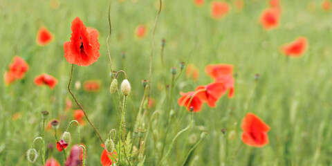 Bright red wild poppies, flowers wet from rain, growing in field of green unripe wheat