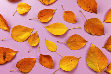 Fototapeta na wymiar Orange coloured autumn leaves on lilac board, closeup top down view