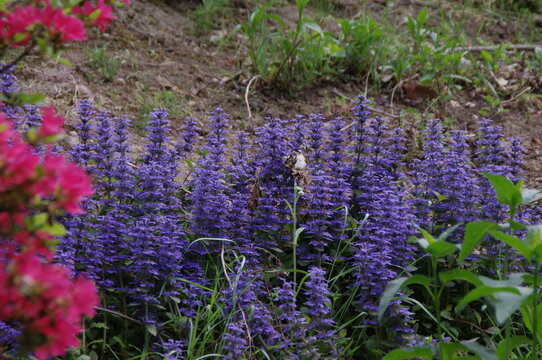 740 Best 十二単 Images Stock Photos Vectors Adobe Stock