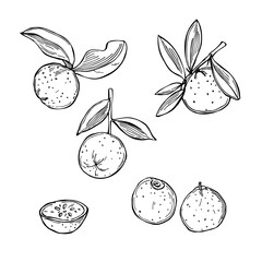 Australian Round Lime. Vector illustration.