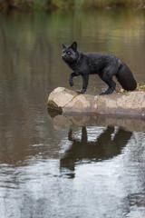 Silver Fox (Vulpes vulpes) Stands on Rock One Paw Up Reflected Autumn