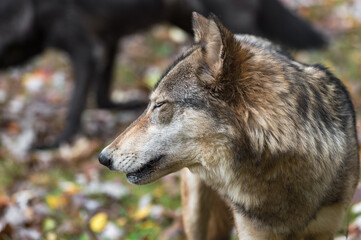 Grey Wolf (Canis lupus) Turned Left Eyes Closed Black Wolf in Background Autumn