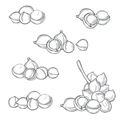 Macadamia. Vector   illustration.