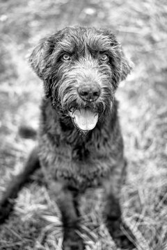 Portrait d'un pudelpointer