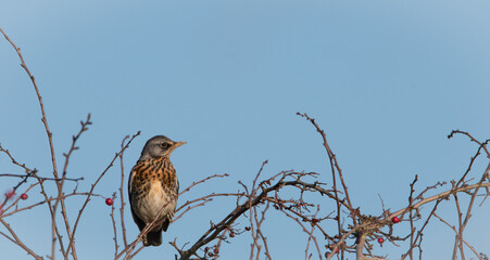 Fieldfare in the berries with a blue sky background