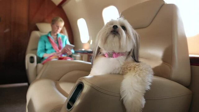 Dog relaxing on seat in private jet with owner in background