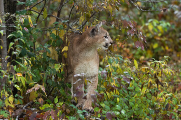 Cougar (Puma concolor) Stands Under Tree Branches Looking Right Autumn