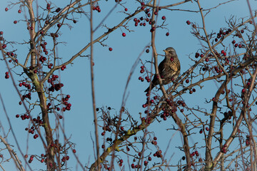 Fieldfare eating berries with a blue sky background