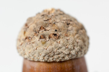 Acorn hat isolated on white background