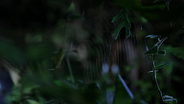 Friends walking behind spider web in woods at night