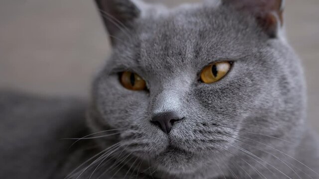 Portrait of Gray British Straight Cat with Sleepy Brown Eyes and a Long Whiskers