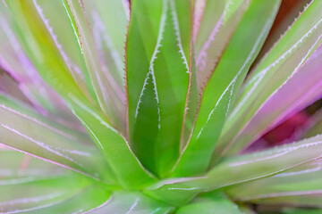 Cactus. Rare exotic succulent from the family of the perennial flowering plants