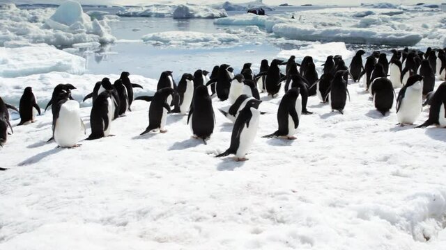 Adelie penguins in natural habitat