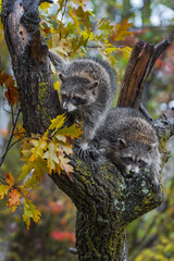 Raccoons (Procyon lotor) Hunched in Tree Autumn