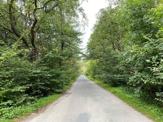 Fototapeta na wymiar View down, Hole House Lane, lined with trees in, Easington, Clitheroe, UK